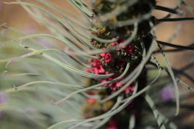 Tenerife 'den Flora - Echium wildpretii, Teide Dağı böcek parlatıcısı, Gran Kanarya' dan bahçe kaçışı, doğal makro çiçek geçmişi