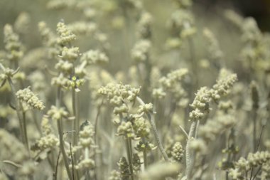 Gran Canaria 'dan Flora - Sideritis dasygnaphala, Gran Canaria' nın beyaz dağ çayı, yaygın, doğal makro çiçekli arka plan