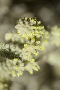 Gran Canaria 'dan Flora - Sideritis dasygnaphala, Gran Canaria' nın beyaz dağ çayı, yaygın, doğal makro çiçekli arka plan