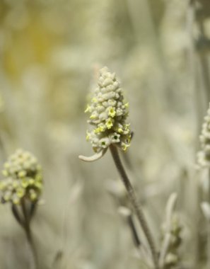 Gran Canaria 'dan Flora - Sideritis dasygnaphala, Gran Canaria' nın beyaz dağ çayı, yaygın, doğal makro çiçekli arka plan