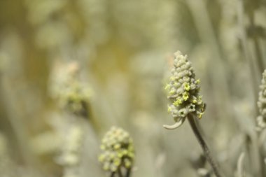 Gran Canaria 'dan Flora - Sideritis dasygnaphala, Gran Canaria' nın beyaz dağ çayı, yaygın, doğal makro çiçekli arka plan