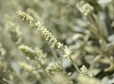 Gran Canaria 'dan Flora - Sideritis dasygnaphala, Gran Canaria' nın beyaz dağ çayı, yaygın, doğal makro çiçekli arka plan