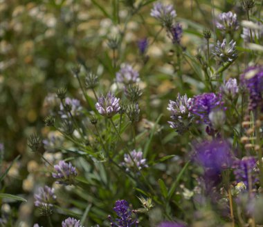 Gran Canaria 'dan Flora Bituminaria Bituminosa, bitkinin fizostabilizasyon için kullanılması muhtemel ağır metallerin kirlenmesi ya da bozulmuş toprakların doğal makro çiçek arkaplanı