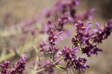 Gran Canaria 'dan Flora - çiçek açan Salvia kanaryası, Kanarya adası adaçayı doğal makro çiçek arkaplanı