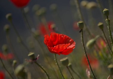 Gran Canaria 'dan Flora - Papaver rhoeas, yaygın haşhaş arkaplanı