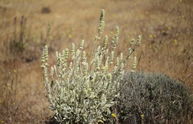 Gran Canaria 'dan Flora - Sideritis dasygnaphala, Gran Canaria' nın beyaz dağ çayı, yaygın, doğal makro çiçekli arka plan