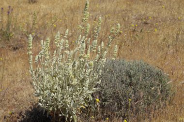 Gran Canaria 'dan Flora - Sideritis dasygnaphala, Gran Canaria' nın beyaz dağ çayı, yaygın, doğal makro çiçekli arka plan