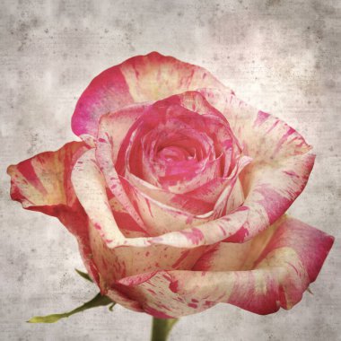 Benekli pembe ve kremalı eski kağıt kare arkaplan 