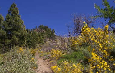 Gran Canaria, adanın merkezi manzarası, Las Cumbres, ie The Summits, Spring