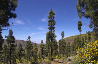 Gran Canaria, adanın merkezi manzarası, Las Cumbres, ie The Summits, Spring