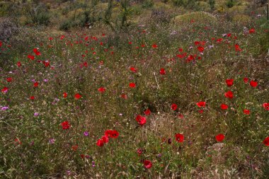 Gran Canaria 'dan Flora - Papaver rhoeas, patika boyunca büyüyen gelincik 