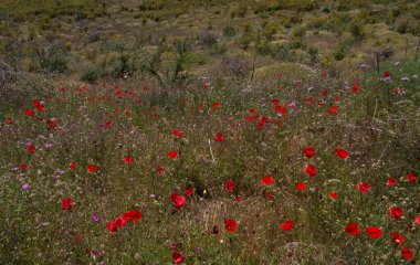 Gran Canaria 'dan Flora - Papaver rhoeas, patika boyunca büyüyen gelincik 
