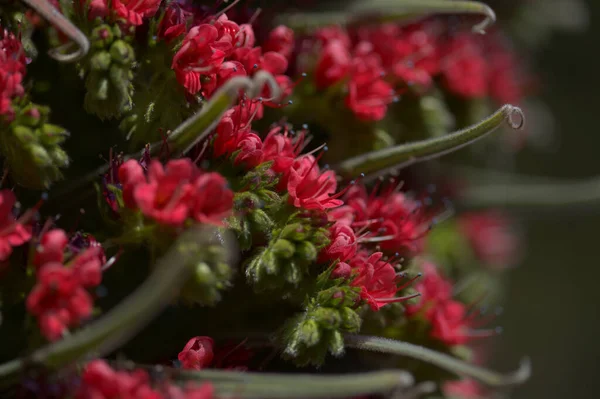 Flora Van Tenerife Echium Wildpretii Mount Teide Bugloss Ontsnapping Uit — Stockfoto