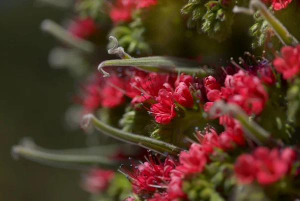 テネリフェ島の植物 Echium Wildpretii Mount Teide Bugloss Garden Escape Gran Canaria — ストック写真