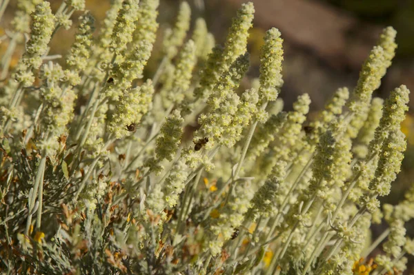 Flora Gran Canaria Sideritis Dasygnaphala Vitt Bergste Gran Canaria Endemisk — Stockfoto