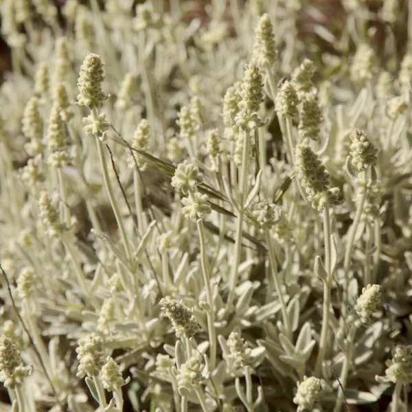 Flora Gran Canaria Sideritis Dasygnaphala Vitt Bergste Gran Canaria Endemisk — Stockfoto