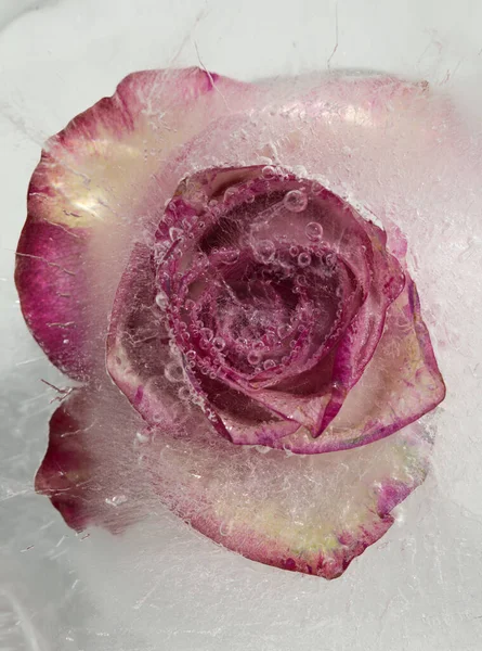 Разноцветный Цветок Розы Заморожен Блоке Льда Текстура Воздушного Пузыря — стоковое фото