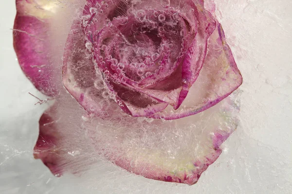 Variegated Rose Flower Frozen Block Ice Air Bubble Texture — Stock Photo, Image