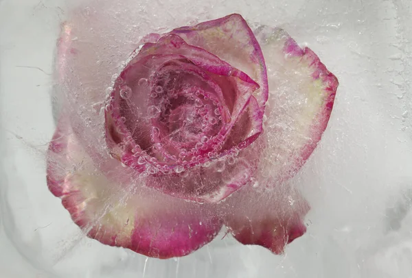 Variegated Rose Flower Frozen Block Ice Air Bubble Texture — Stock Photo, Image