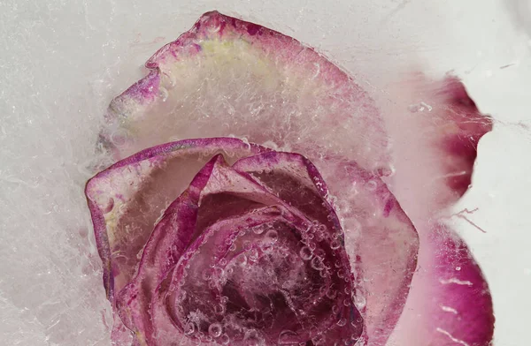Flor Rosa Variegada Congelada Dentro Bloco Gelo Textura Bolha — Fotografia de Stock