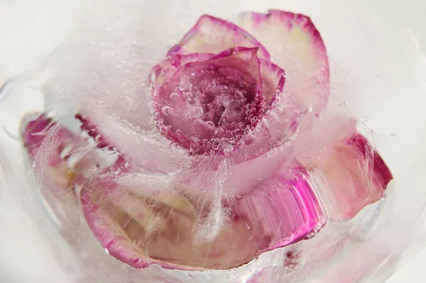 Flor Rosa Variada Congelada Dentro Bloque Hielo Textura Burbuja Aire — Foto de Stock