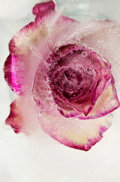 Variegated Rose Flower Frozen Block Ice Air Bubble Texture — Stock Photo, Image