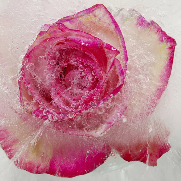 Variegated Rose Flower Frozen Block Ice Air Bubble Texture — Stock Photo, Image