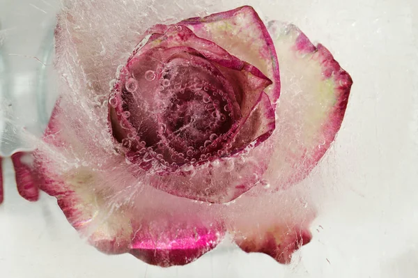 Variegated Rose Flower Frozen Block Ice Air Bubble Texture — Stock Photo, Image