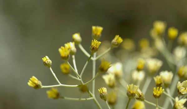 Flora Gran Canaria Tanacetum Ptarmiciflorum Tanaceto Plateado Planta Endémica Isla —  Fotos de Stock