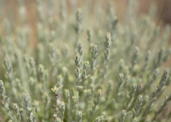 Flora Gran Canaria Micromeria Varia Erva Chamada Localmente Tomilho Endémica — Fotografia de Stock