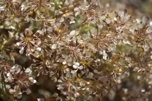 Flora Gran Canaria Lobularia Canariensis Seed Capsules Endemic Crucifer Plant — Fotografia de Stock