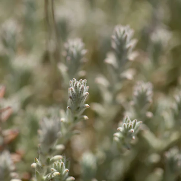 Flora Gran Canaria Micromeria Varia Ört Lokalt Kallad Timjan Endemisk — Stockfoto