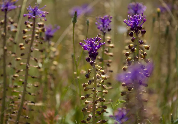 大加那利植物区系 双子叶植物 兰花的自然大花序背景 — 图库照片