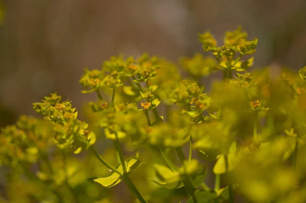 グラン カナリアの花 ユーフォルビア セゲタリス 鮮やかな黄緑色の小花 花の背景 — ストック写真