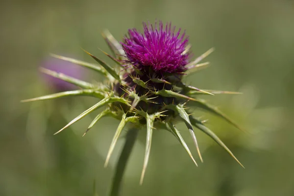 Flora Van Gran Canaria Silybum Marianum Melkdistel Natuurlijke Macro Bloemen — Stockfoto