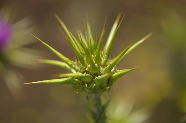 Flora Van Gran Canaria Silybum Marianum Melkdistel Natuurlijke Macro Bloemen — Stockfoto