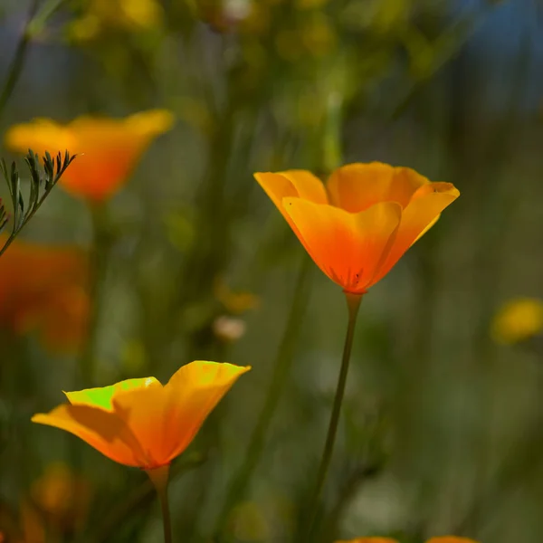 Flora Gran Canaria Eschscholzia Californica California Poppy Introduced Invasive Species — Stock Photo, Image