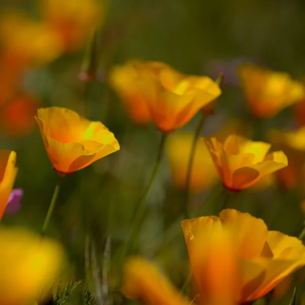 Флора Гран Канария Eschscholzia Californica Калифорнийский Мак Интродуцированных Инвазивных Видов — стоковое фото