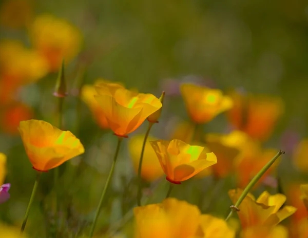 Flora Gran Canaria Eschscholzia Californica Kaliforniai Mák Bevezetett Invazív Fajok — Stock Fotó