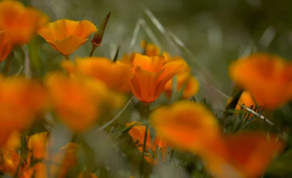 Flora Gran Canaria Eschscholzia Californica California Poppy Introduced Invasive Species — Stock Photo, Image