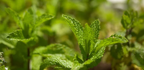 Gran Canaria Dan Flora Mentha Spicata Nane Tanıtılan Türler Beyaz — Stok fotoğraf