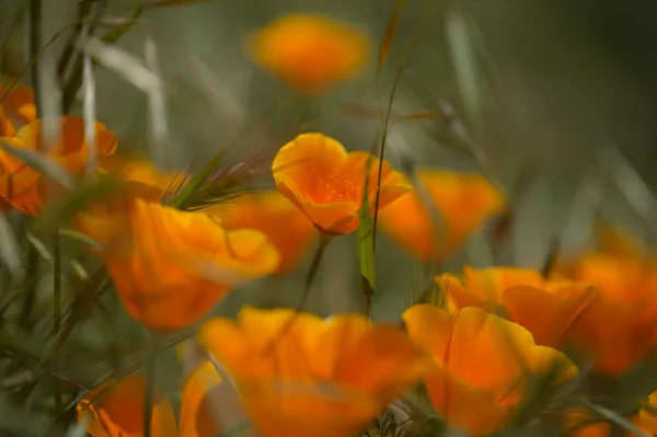 Flora Gran Canaria Eschscholzia Californica California Poppy Introduced Invasive Species — Stock Photo, Image