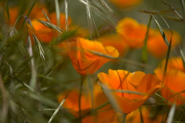 大加那利亚植物 Gran Canaria Eschacademic Zia Californica 加州罂粟 引入并入侵物种 自然宏观植物背景 — 图库照片