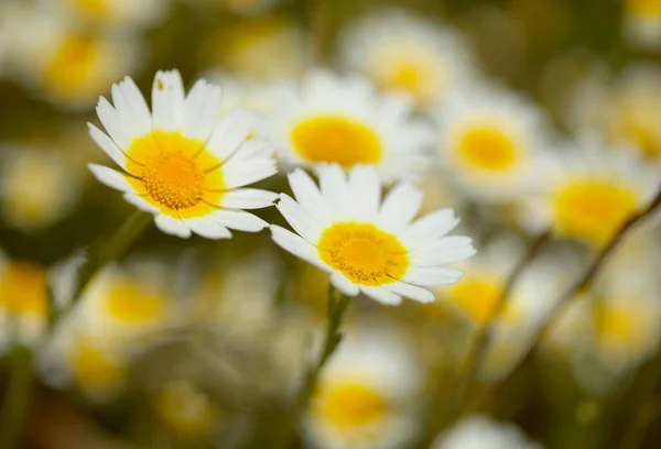 Flora Gran Canaria Glebionis Coronaria Precedentemente Chiamato Chrysanthemum Coronarium Ghirlanda — Foto Stock