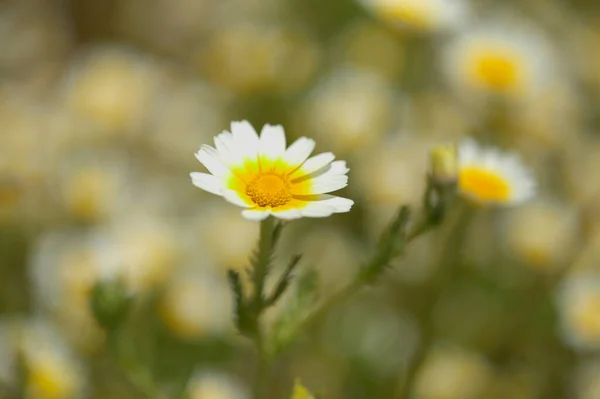 Flora Gran Canaria Glebionis Coronaria Раніше Відома Chrysanthemum Coronarium Garland — стокове фото