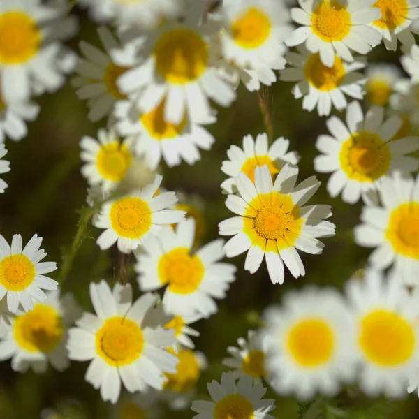 Flora Gran Canaria Glebionis Coronaria Precedentemente Chiamato Chrysanthemum Coronarium Ghirlanda — Foto Stock