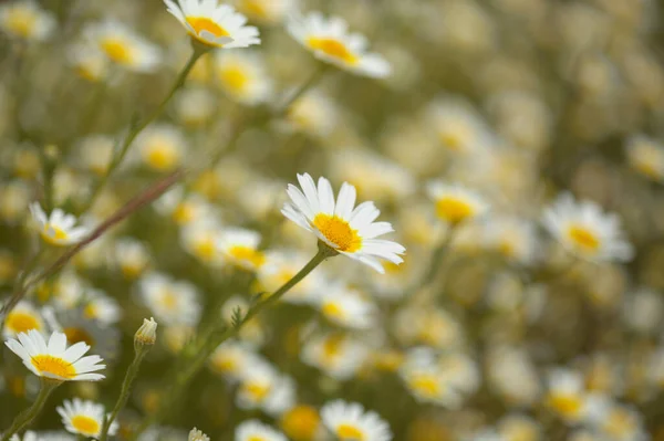 Χλωρίδα Της Gran Canaria Glebionis Coronaria Παλαιότερα Ονομαζόταν Chrysanthemum Coronarium — Φωτογραφία Αρχείου