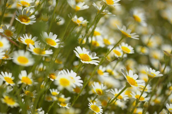 Flora Gran Canaria Glebionis Coronaria Formerly Called Chrysanthemum Coronarium Garland — Stock Photo, Image