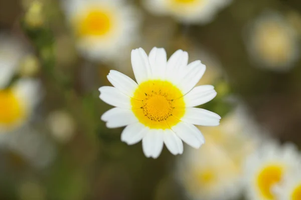 Χλωρίδα Της Gran Canaria Glebionis Coronaria Παλαιότερα Ονομαζόταν Chrysanthemum Coronarium — Φωτογραφία Αρχείου