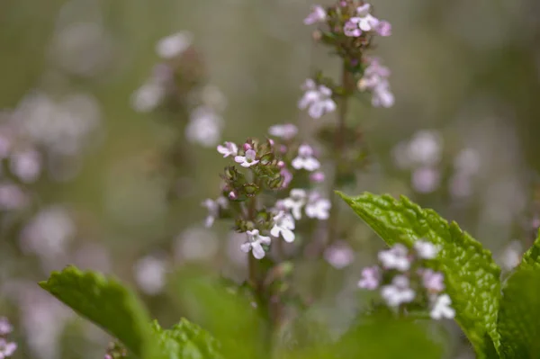 大加那利植物 普通胸腺 常见的百里香自然大花背景 — 图库照片